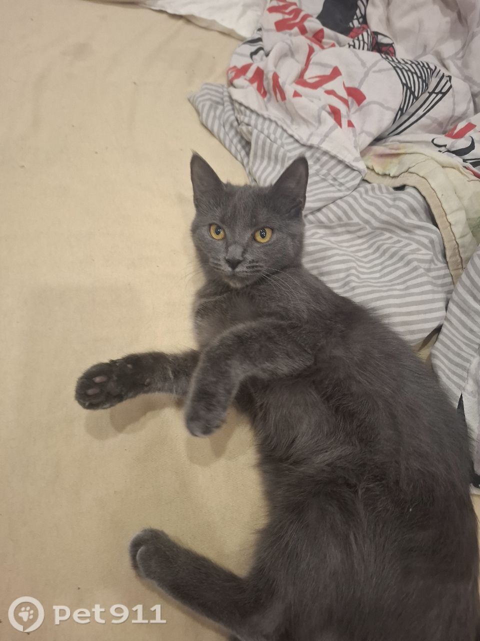 Пропала кошка в Калининграде — фото объявления