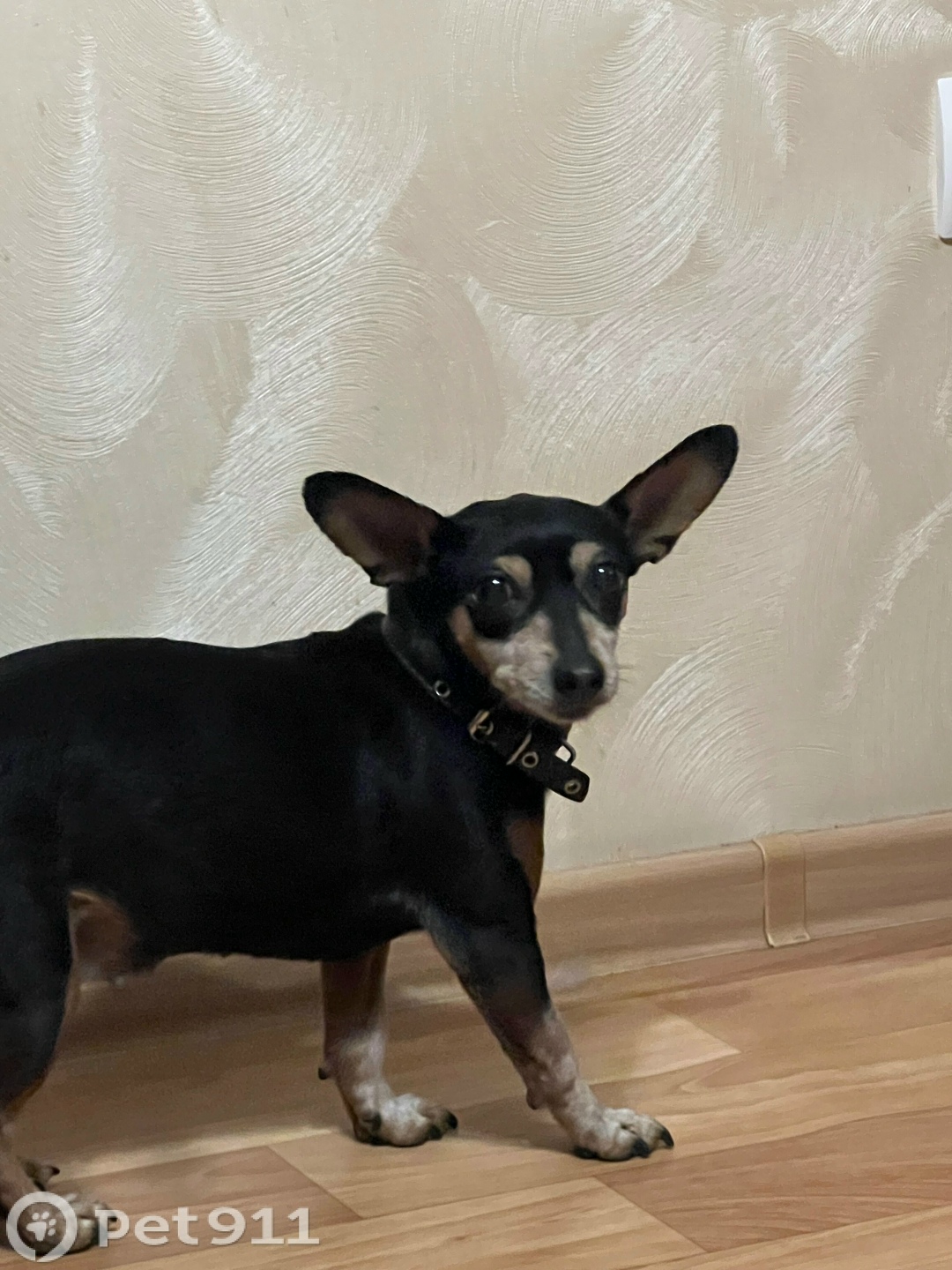 Найдена собака в Калининграде — фото объявления