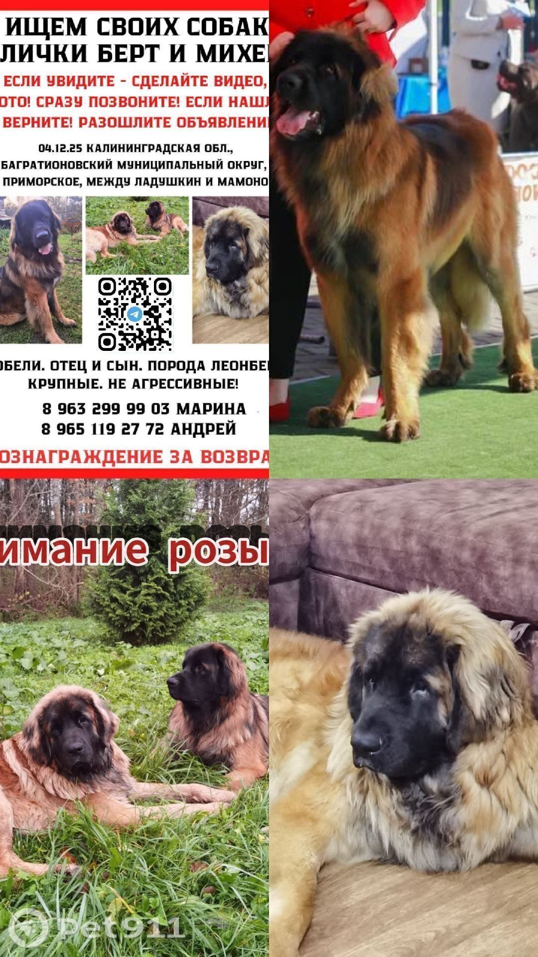 Пропала собака в Калининграде — фото объявления
