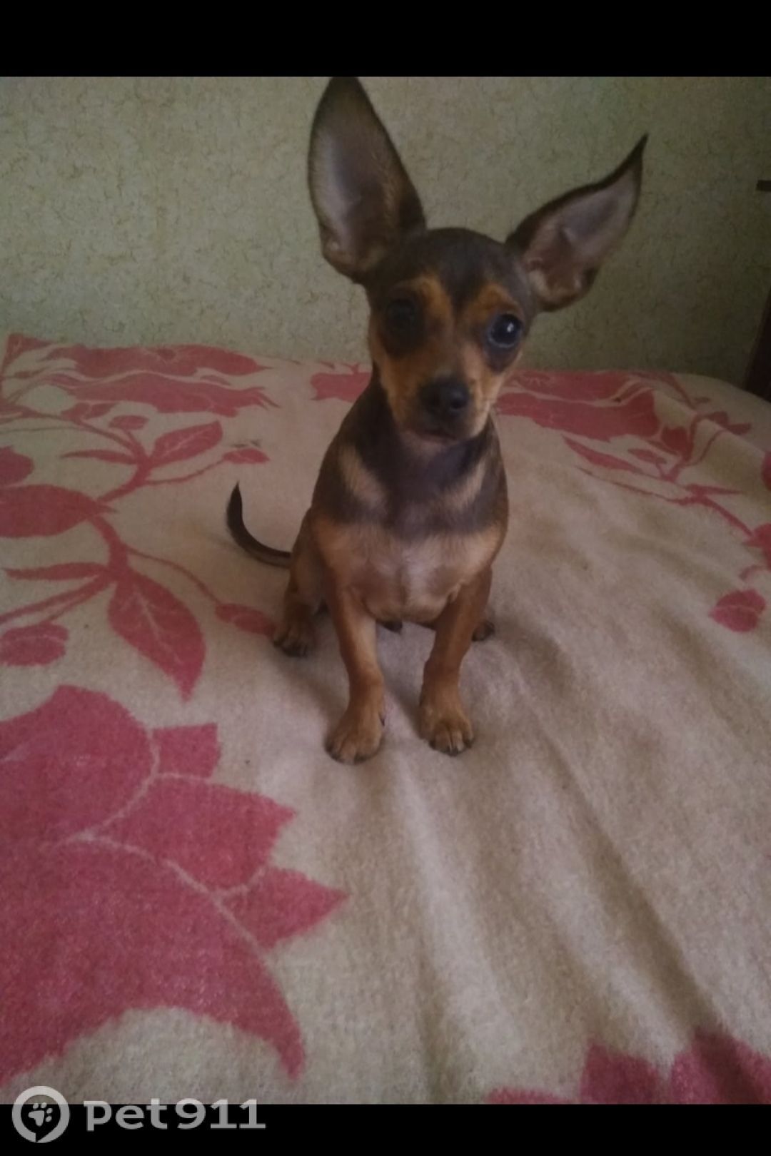 Пропала собака в Калининграде — фото объявления