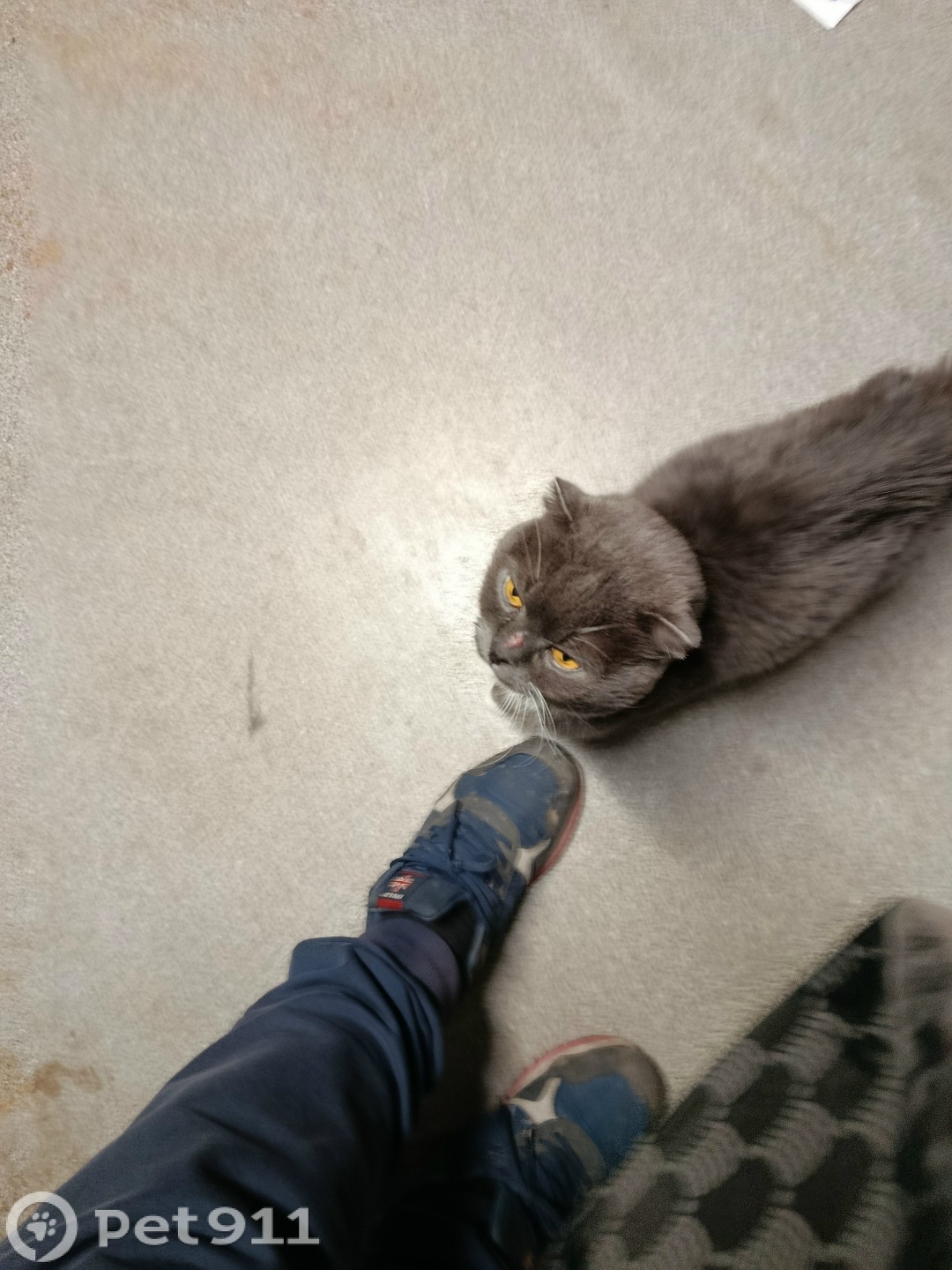 Найдена кошка в Калининграде — фото объявления