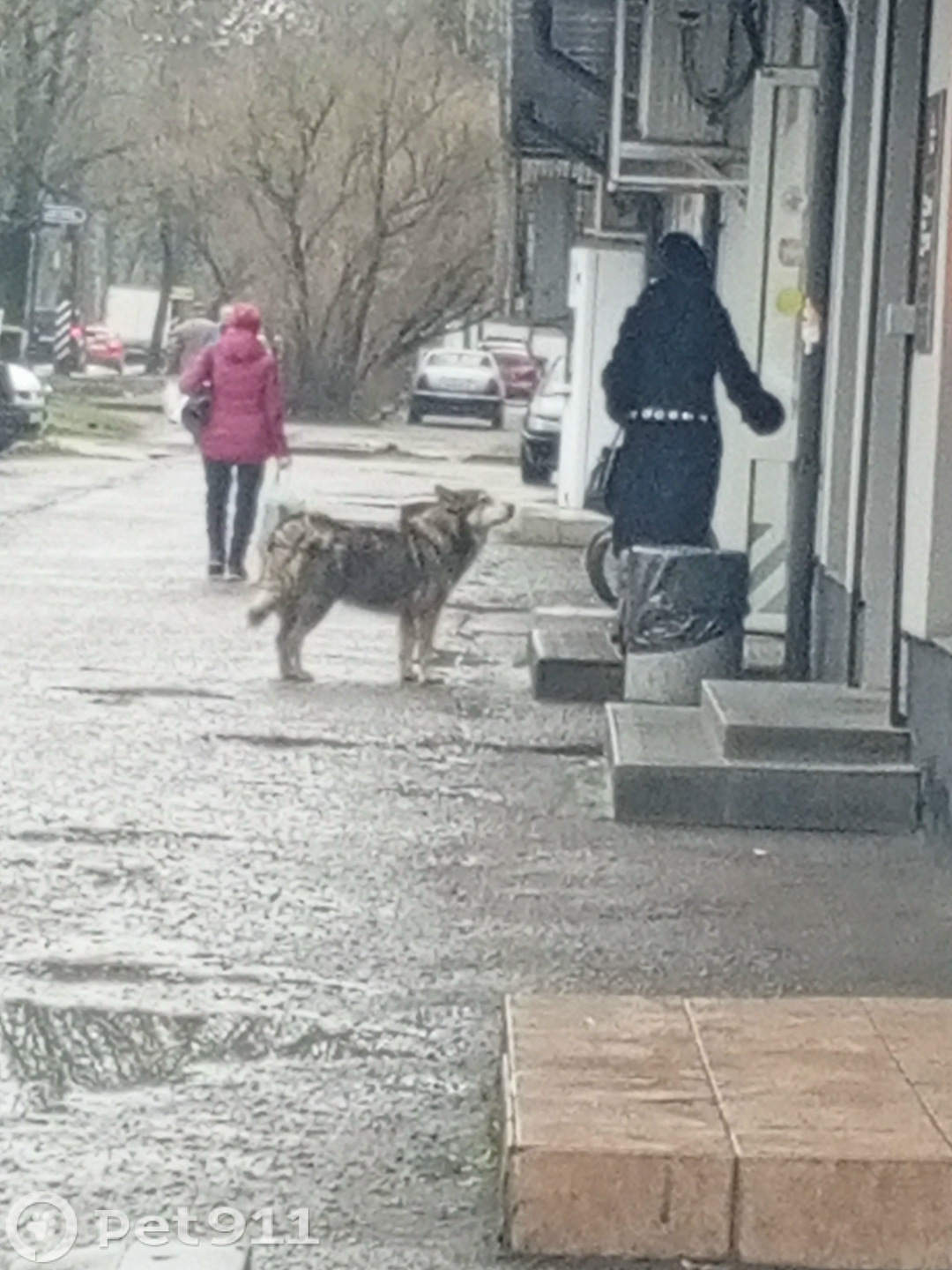 Найдена собака в Калининграде — фото объявления