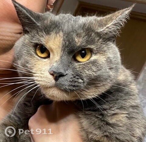 Пропала кошка в Калининграде — фото объявления