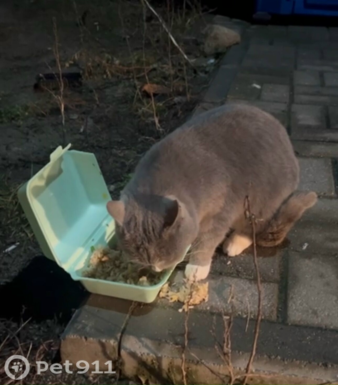 Найдена кошка в Калининграде — фото объявления