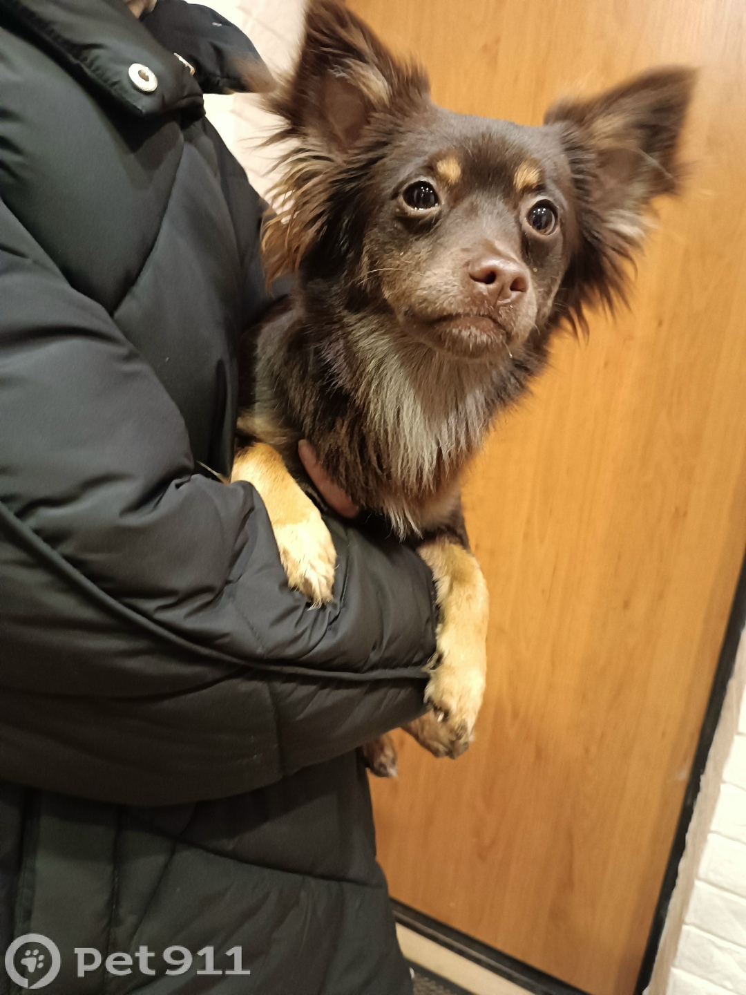 Найдена собака в Калининграде — фото объявления