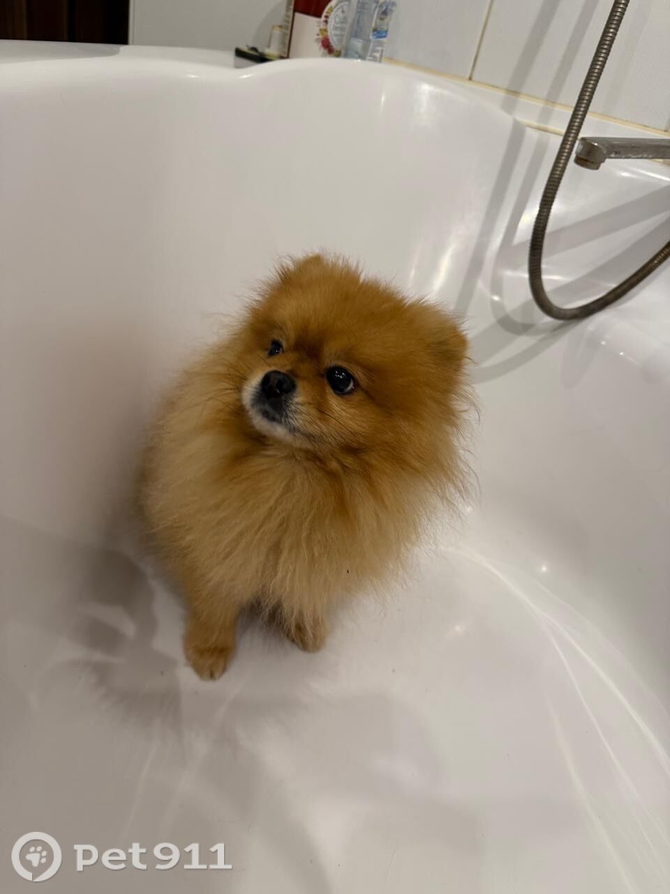 Пропала собака в Калининграде — фото объявления