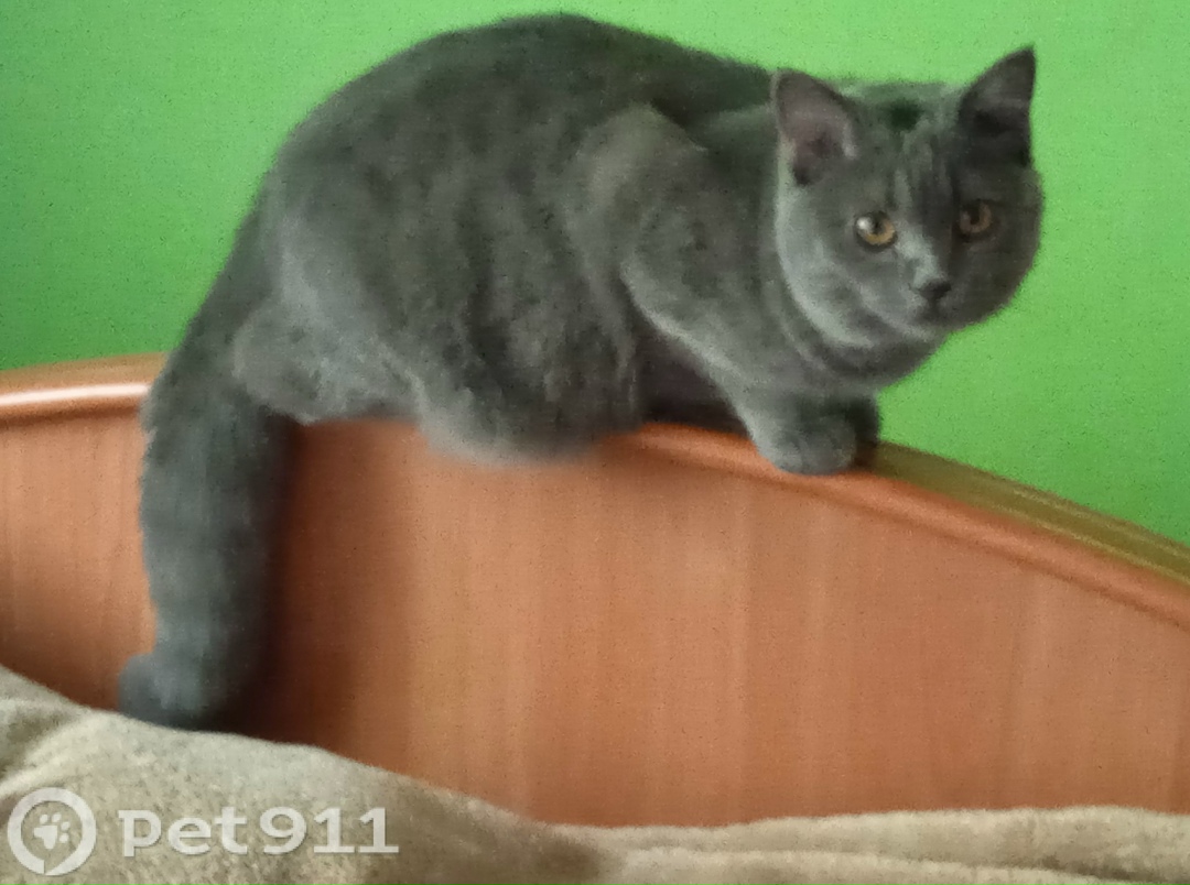 Пропала кошка в Калининграде — фото объявления