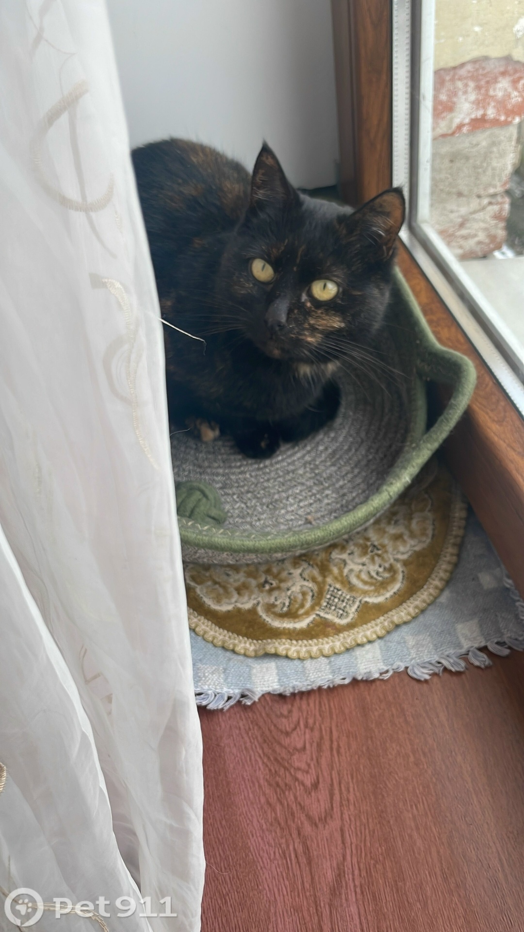 Пропала кошка в Калининграде — фото объявления