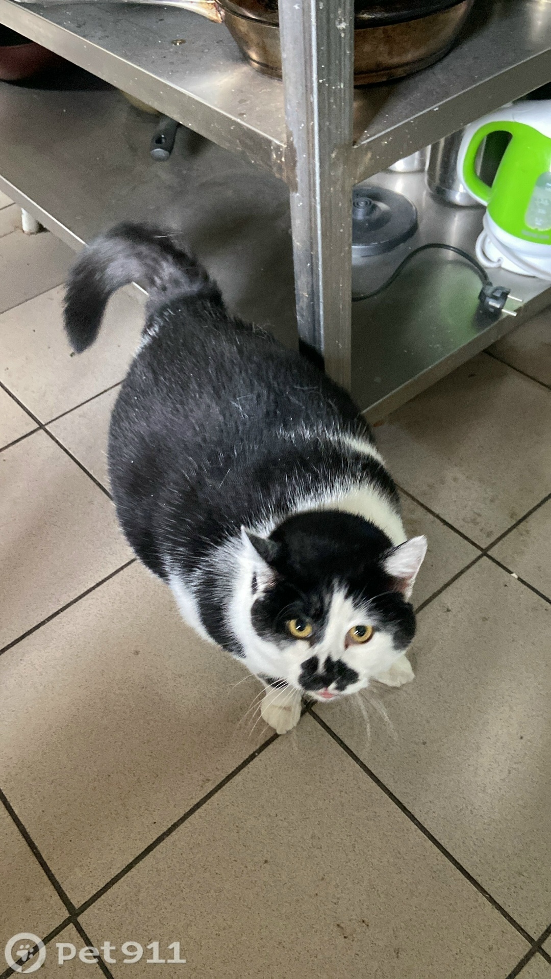 Пропала кошка в Калининграде — фото объявления