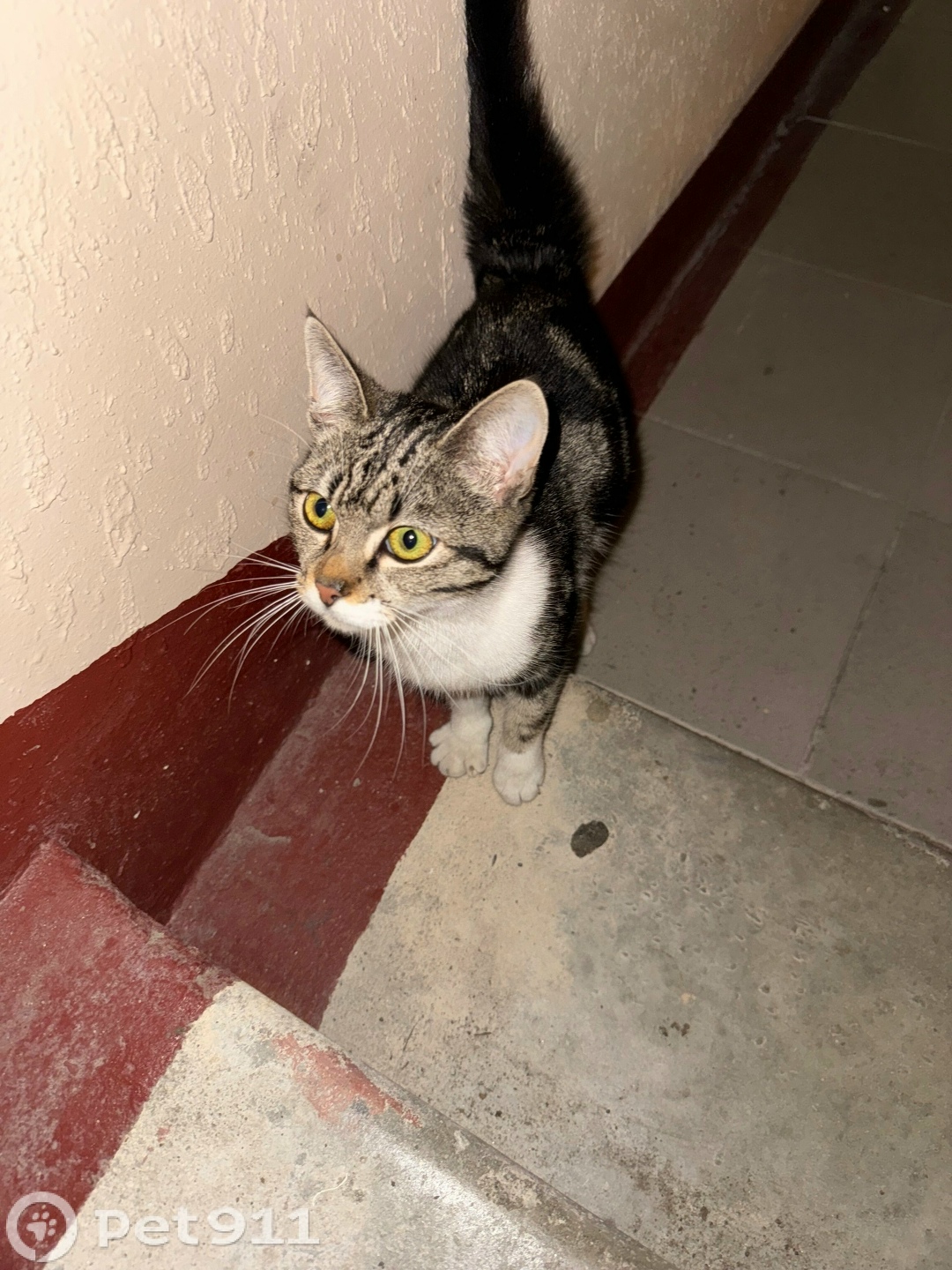 Найдена кошка в Калининграде — фото объявления