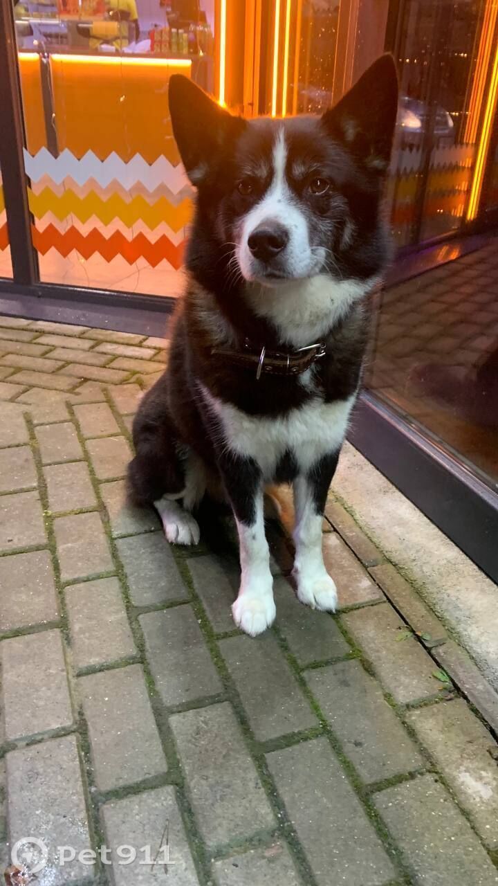 Найдена собака в Калининграде — фото объявления