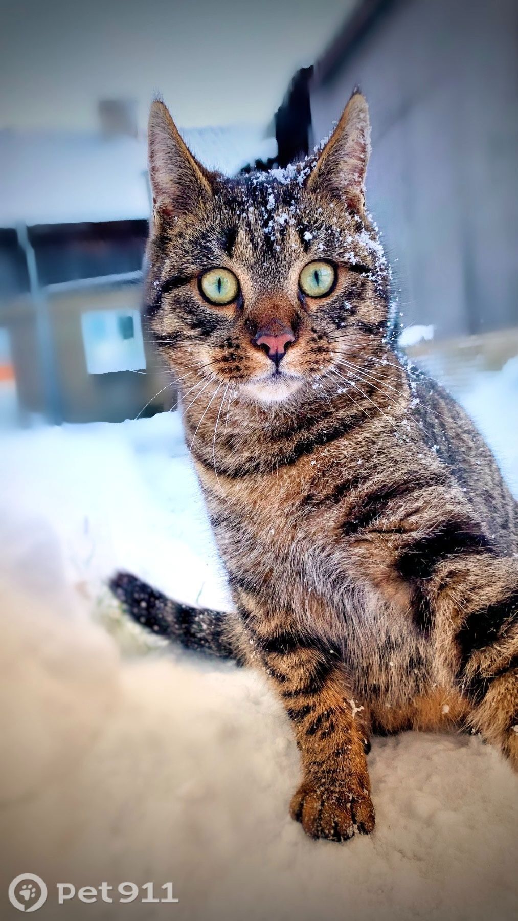 Пропала кошка в Калининграде — фото объявления