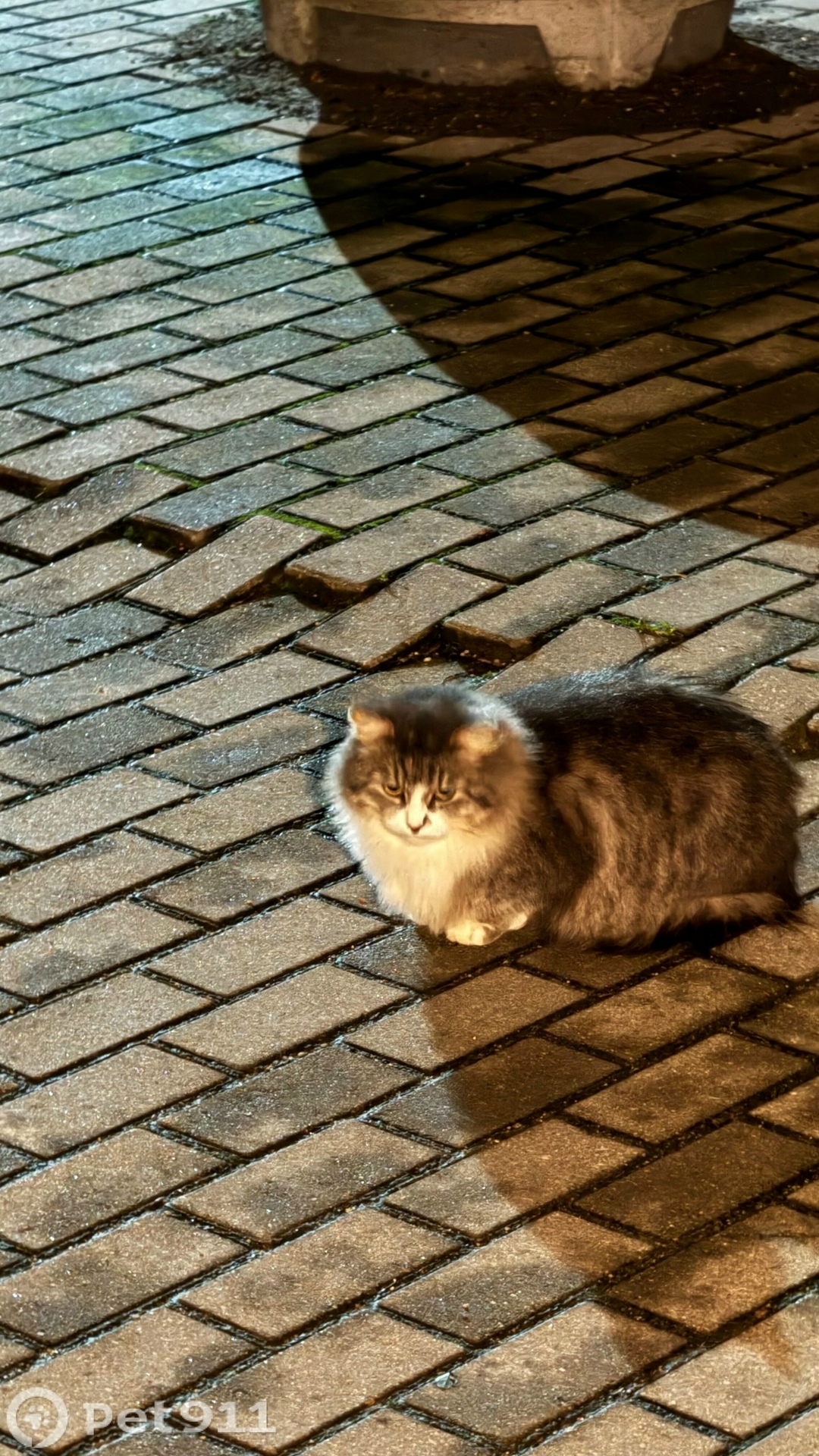 Найдена кошка в Калининграде — фото объявления