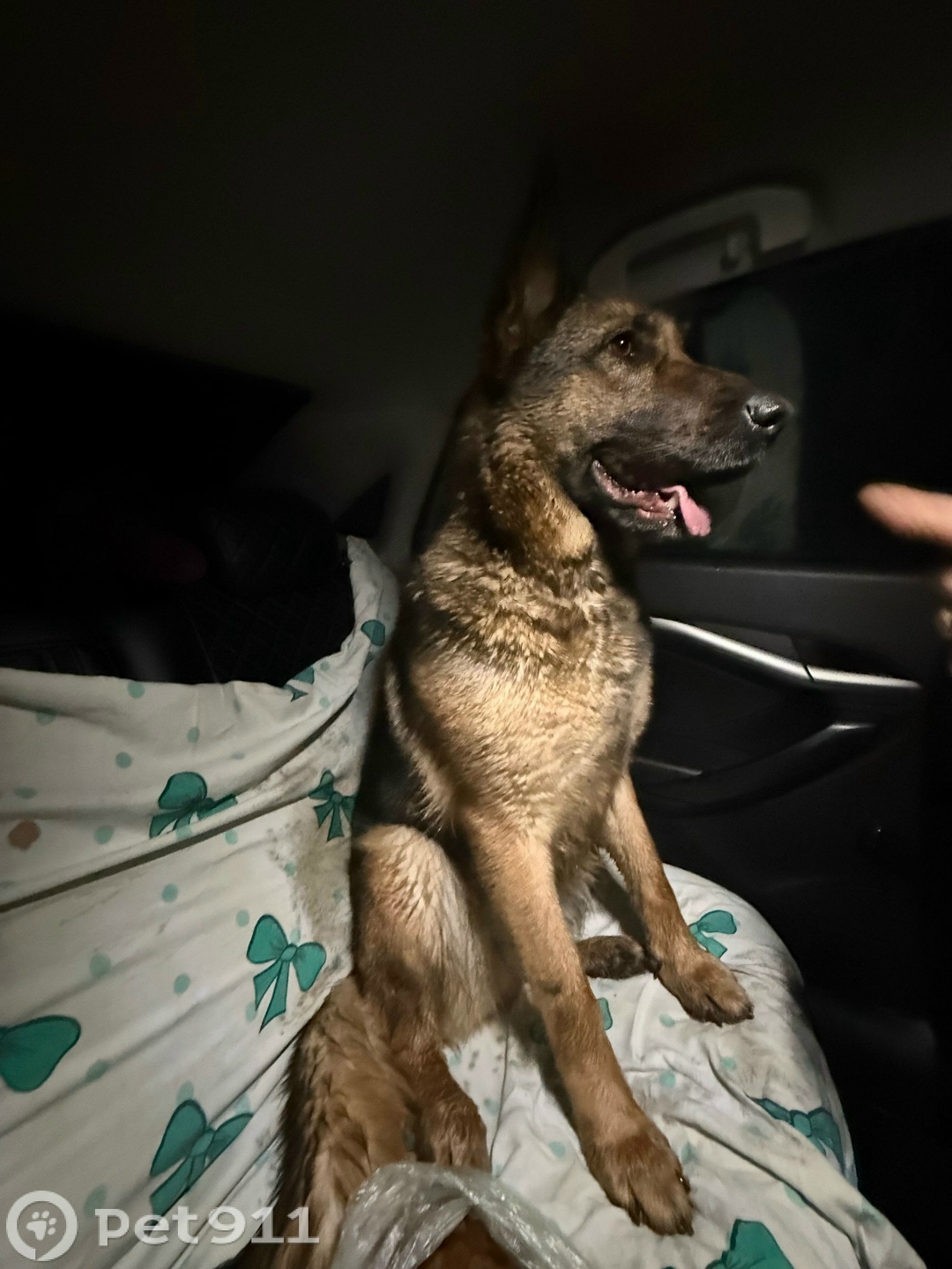 Найдена собака в Калининграде — фото объявления