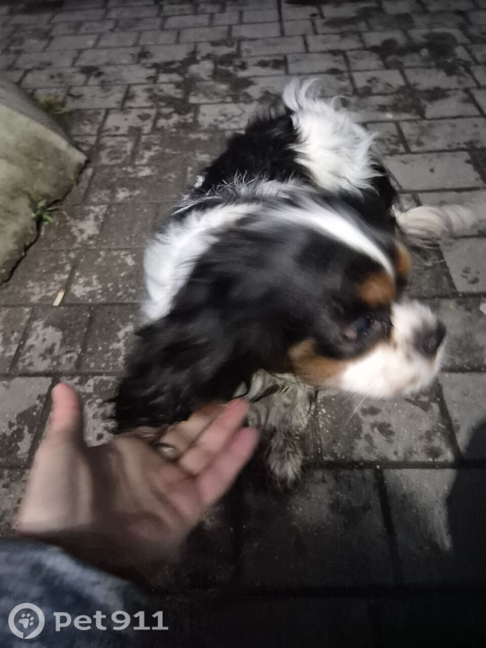 Найдена собака в Калининграде — фото объявления