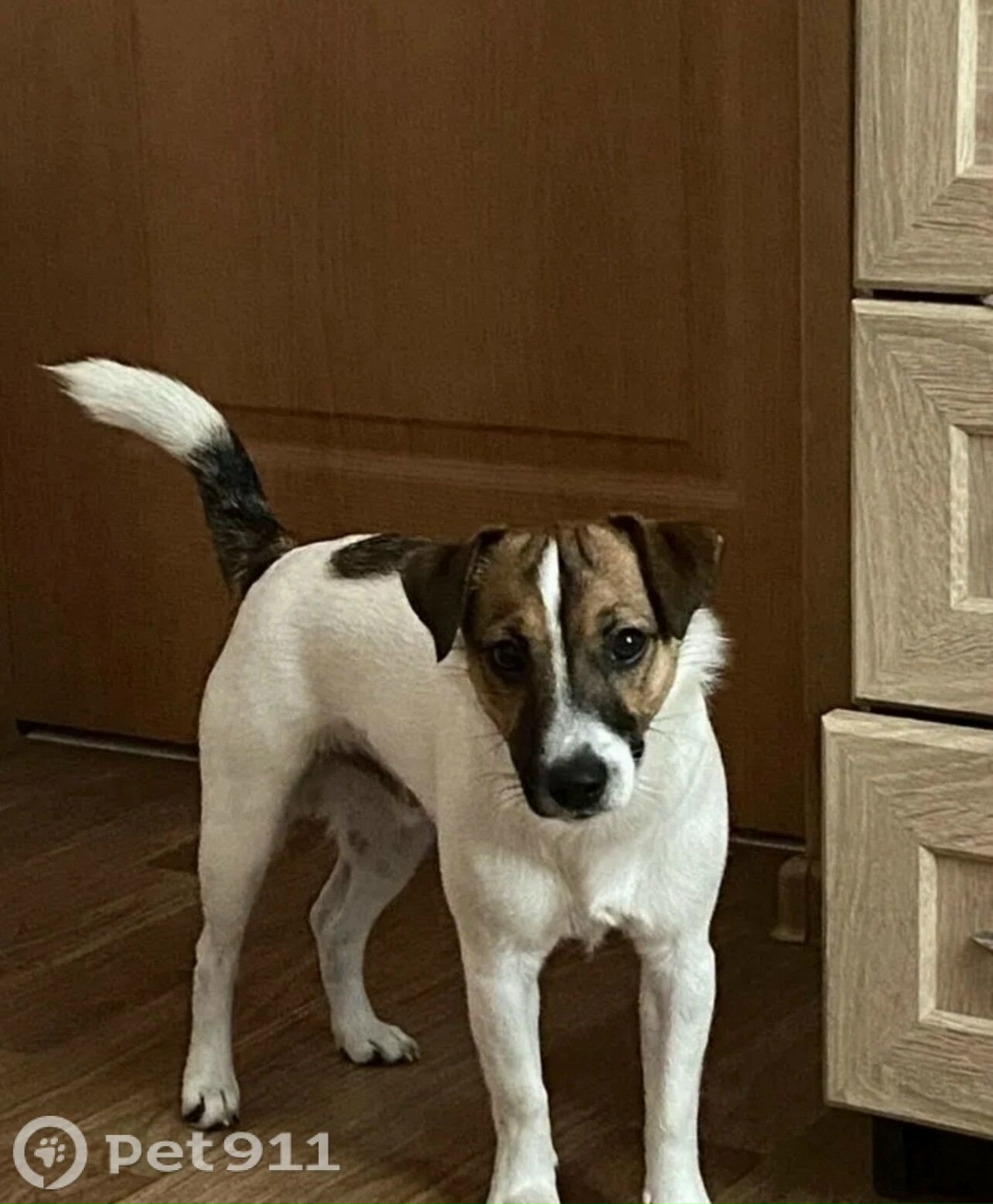 Пропала собака в Калининграде — фото объявления