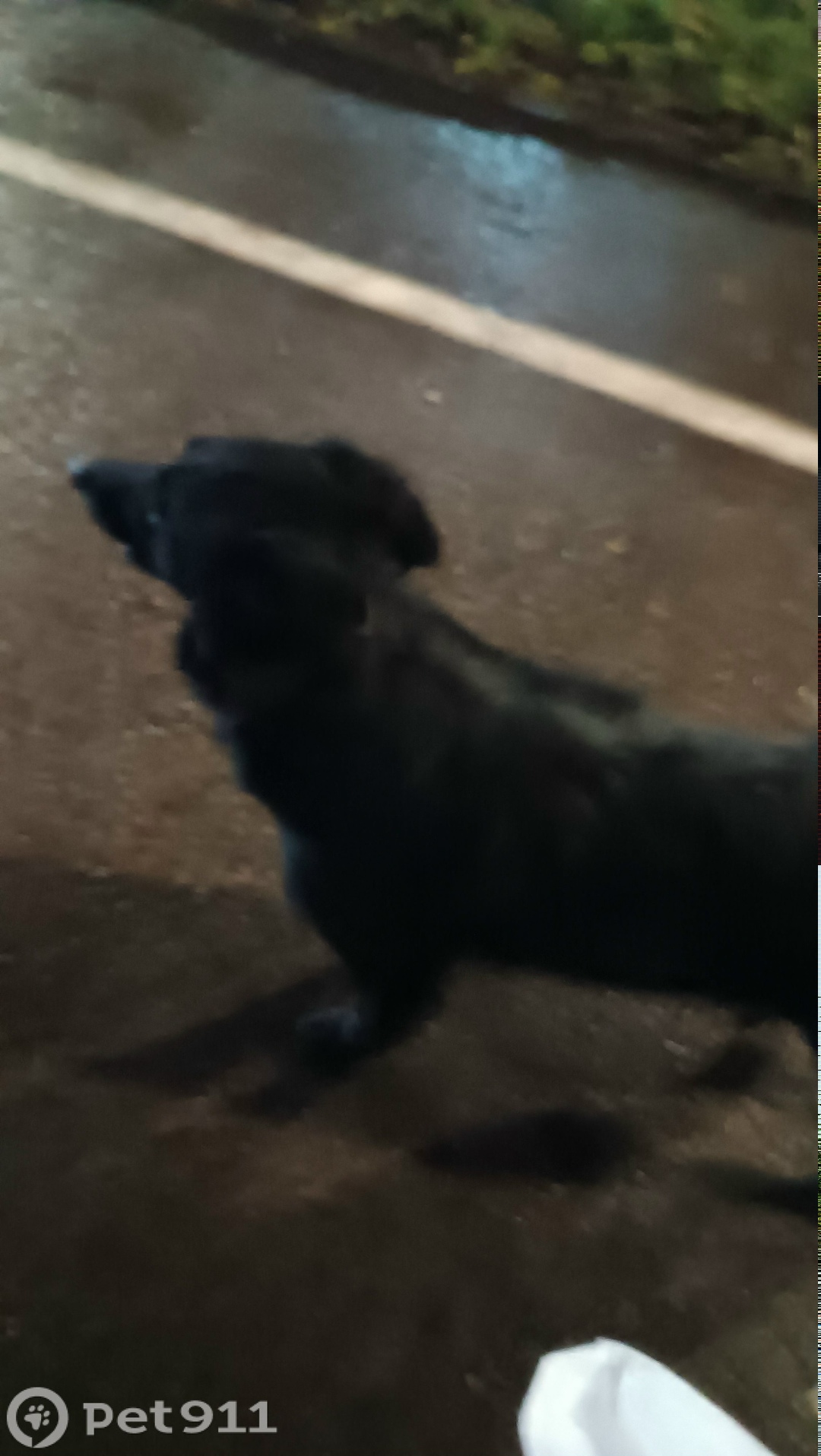 Найдена собака в Калининграде — фото объявления