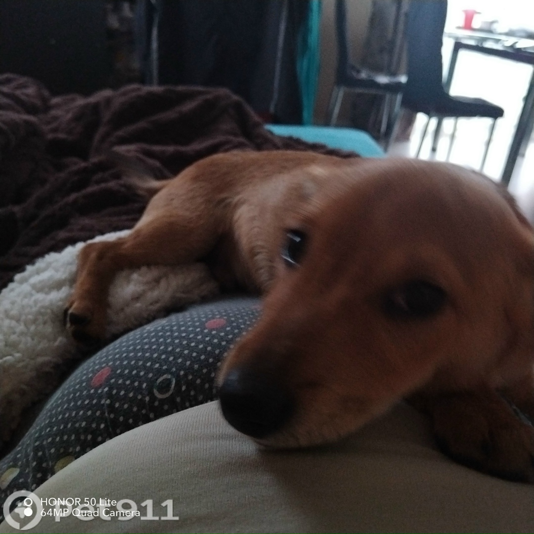 Пропала собака в Калининграде — фото объявления