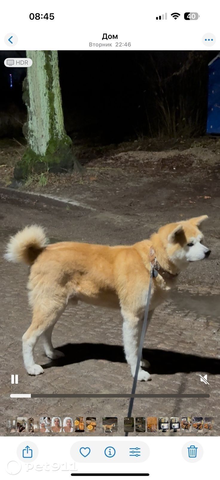 Пропала собака в Калининграде — фото объявления