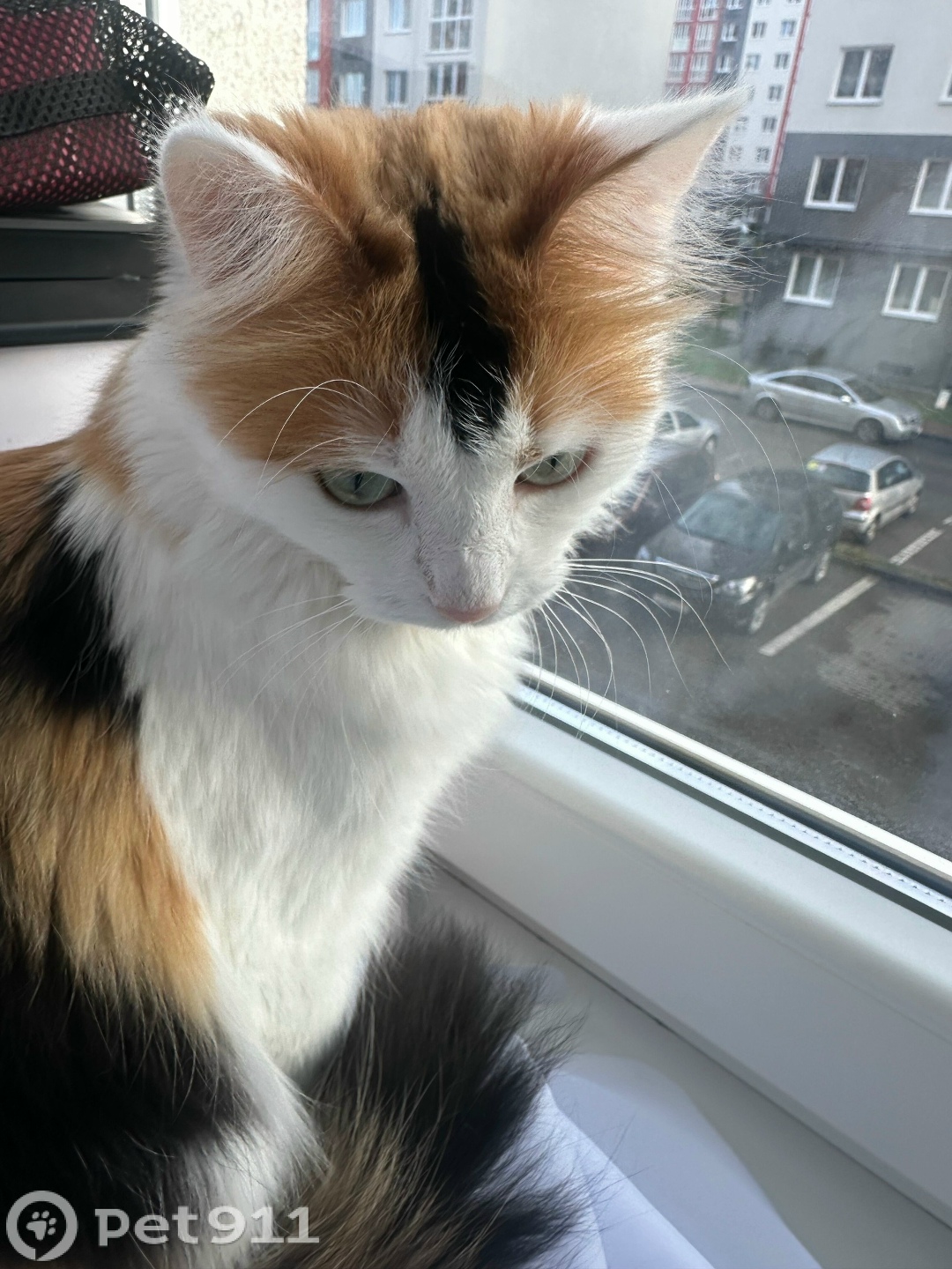 Пропала кошка в Калининграде — фото объявления