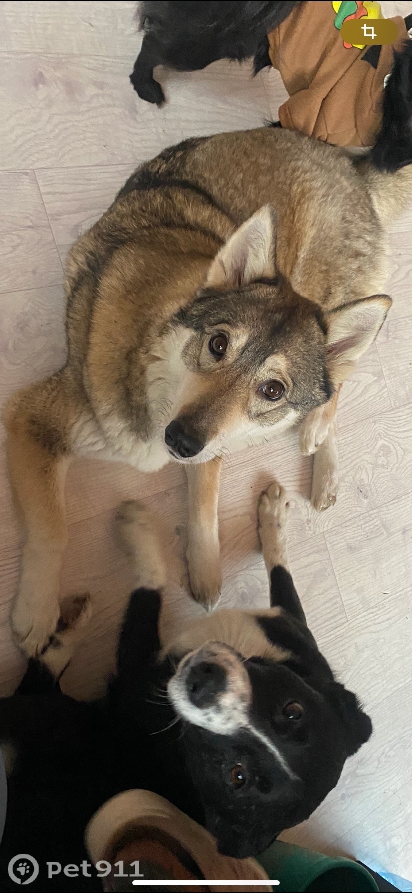 Пропала собака в Калининграде — фото объявления