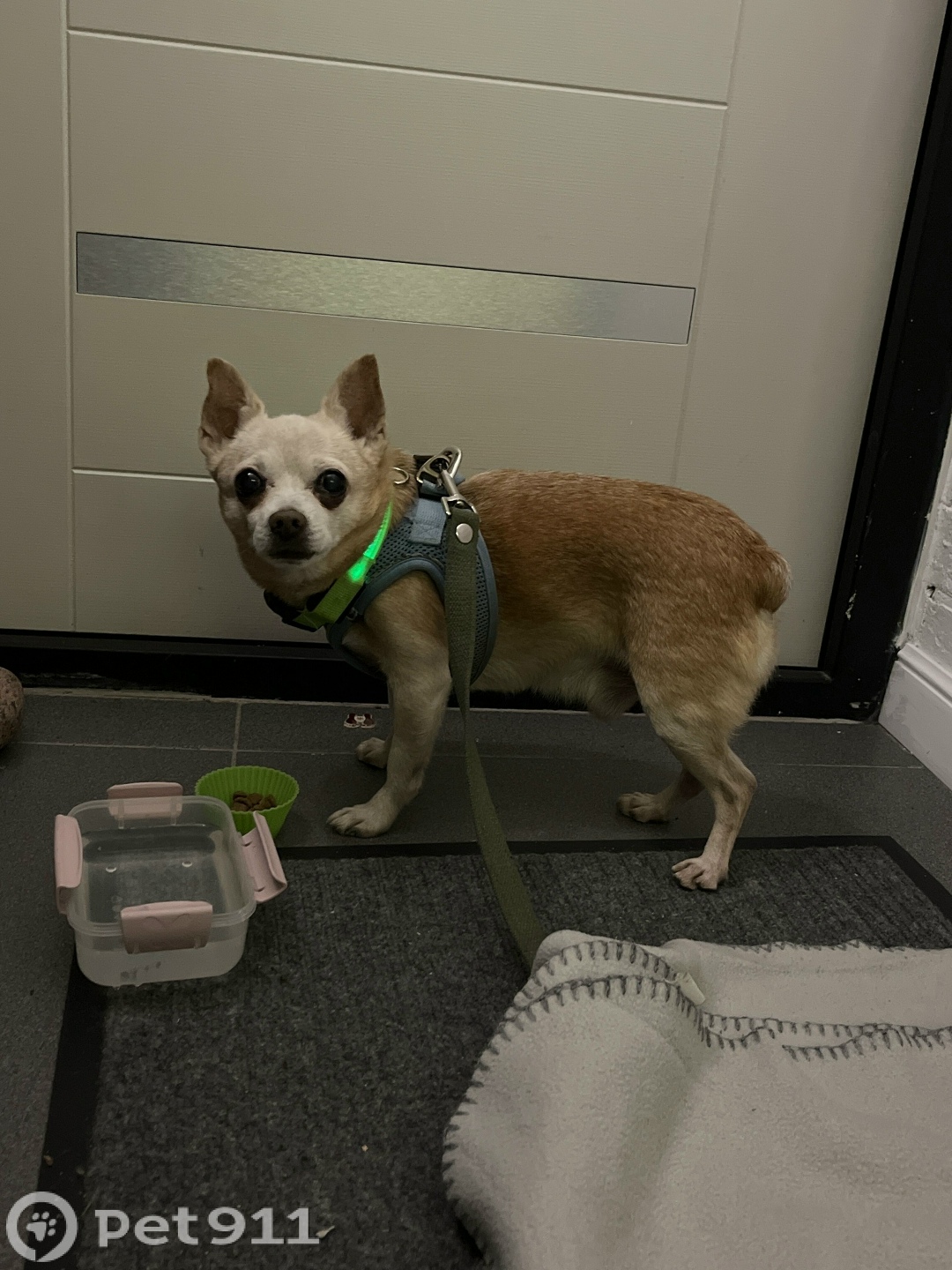 Найдена собака в Калининграде — фото объявления