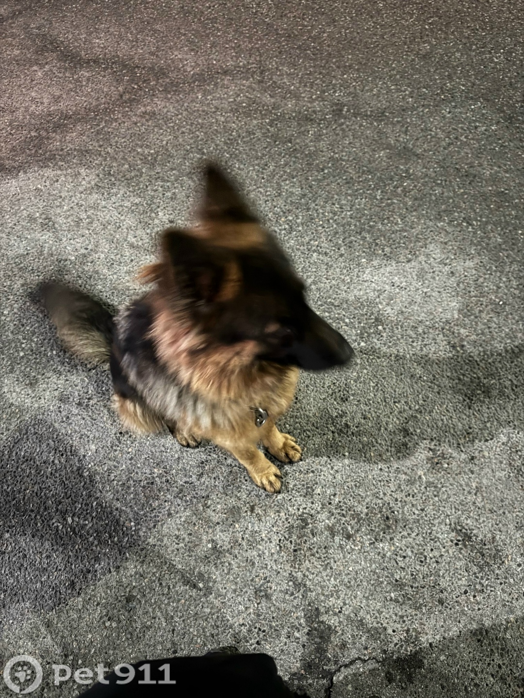 Найдена собака в Калининграде — фото объявления