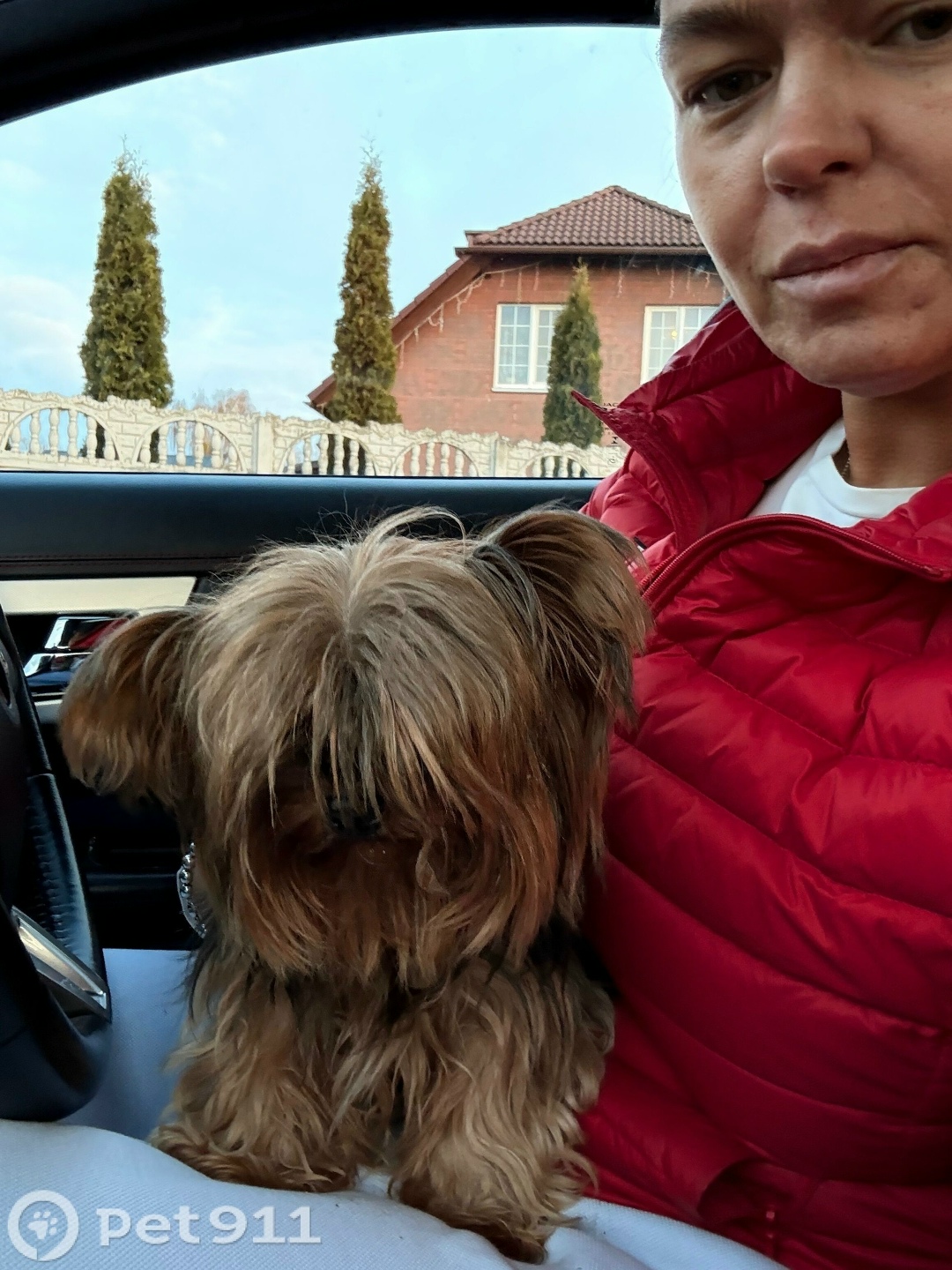 Найдена собака в Калининграде — фото объявления