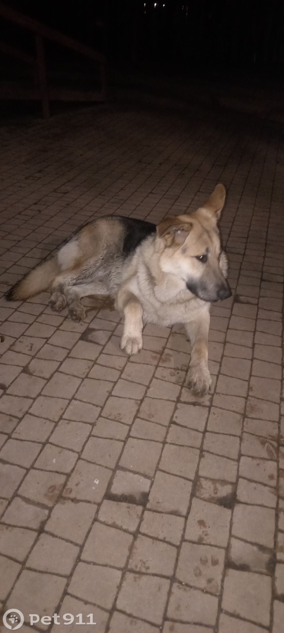 Найдена собака в Калининграде — фото объявления