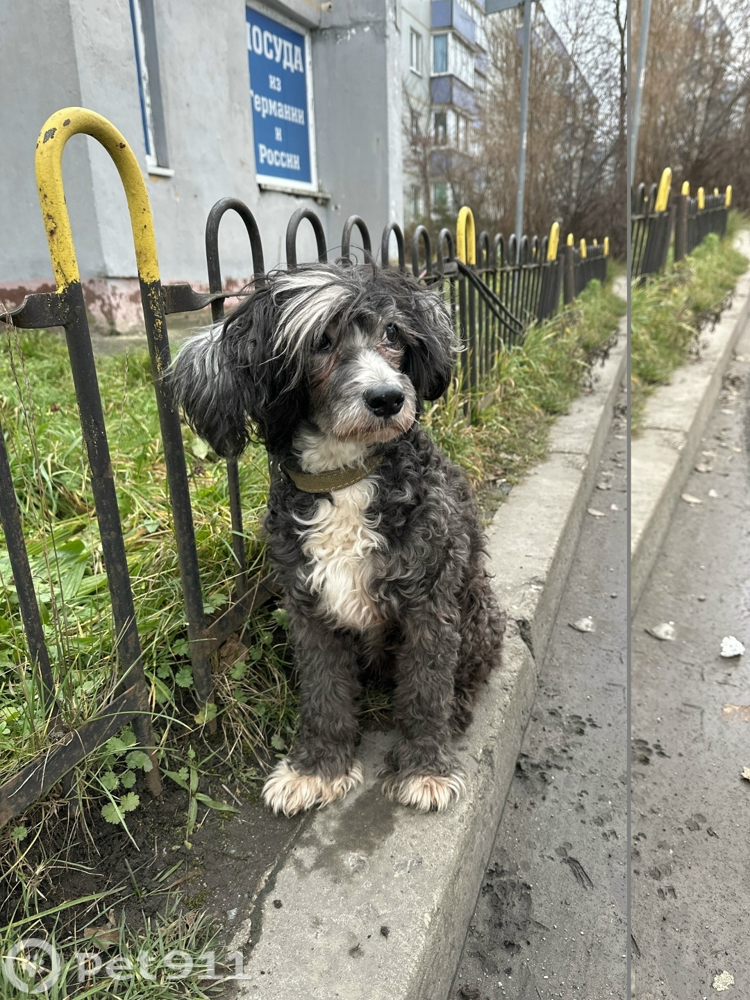 Найдена собака в Калининграде — фото объявления
