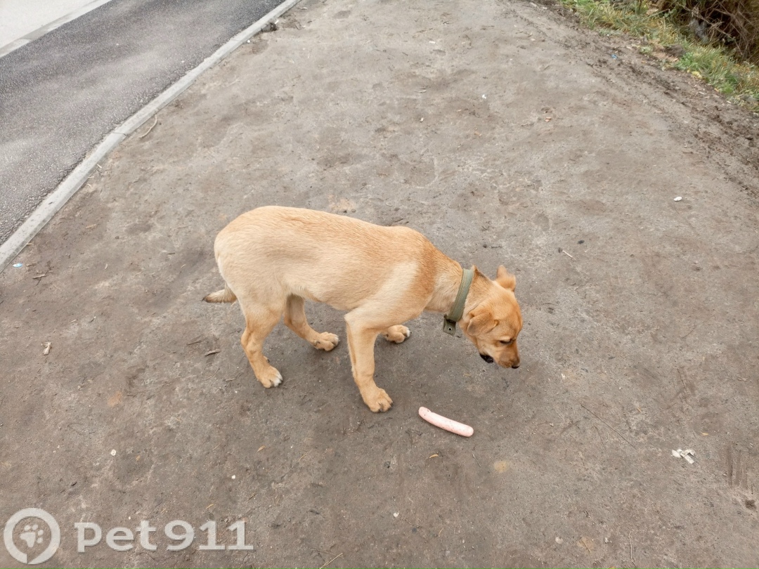 Найдена собака в Калининграде — фото объявления