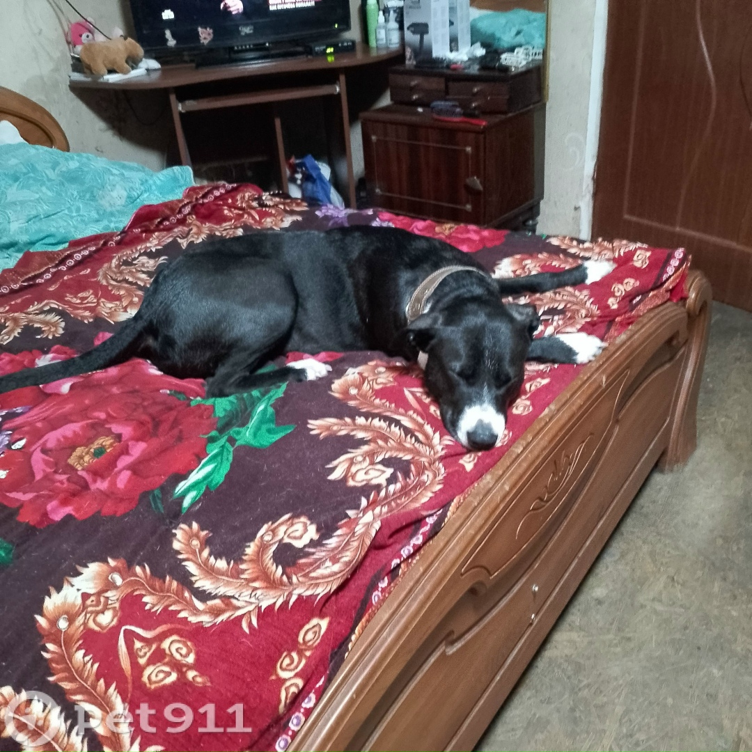 Пропала собака в Калининграде — фото объявления