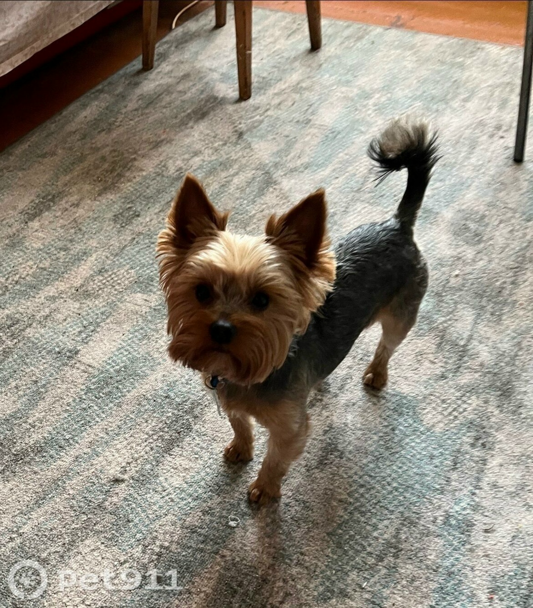 Пропала собака в Калининграде — фото объявления