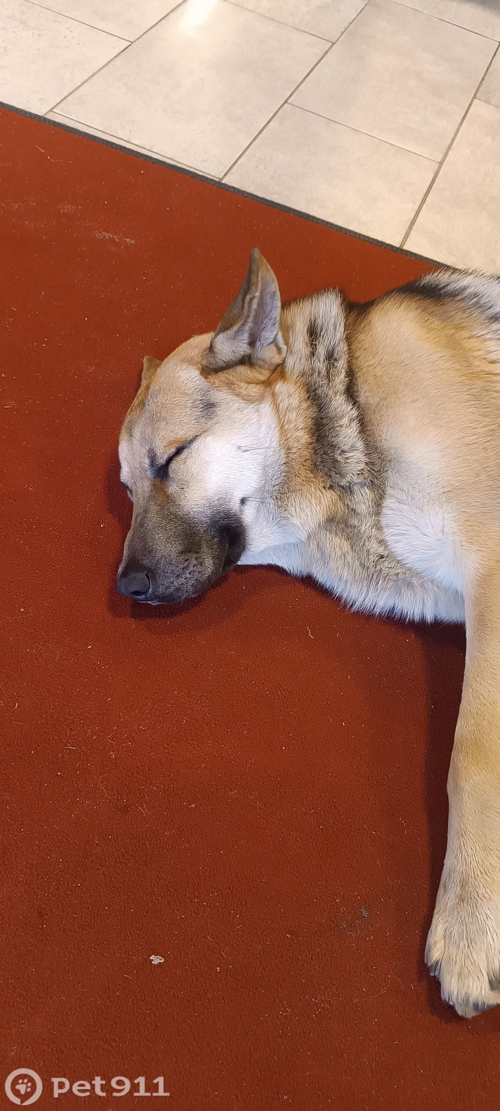 Найдена собака в Калининграде — фото объявления