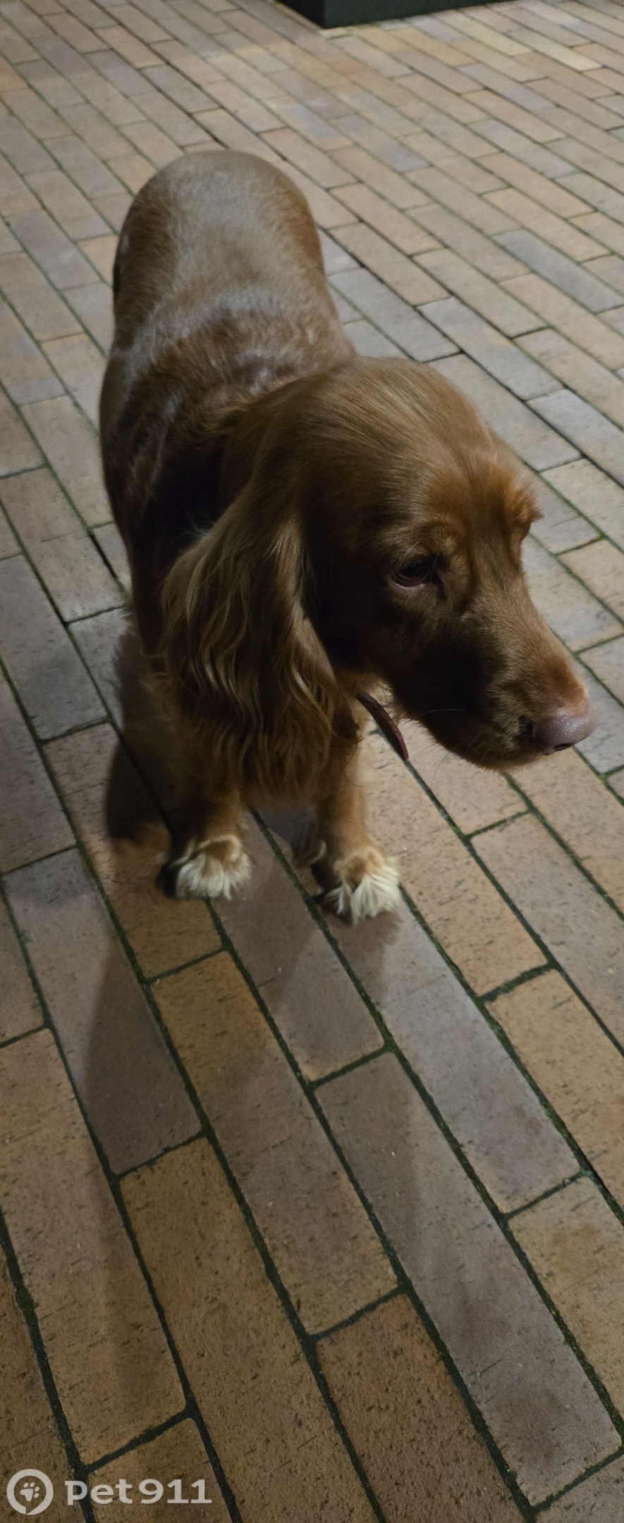 Найдена собака в Калининграде — фото объявления