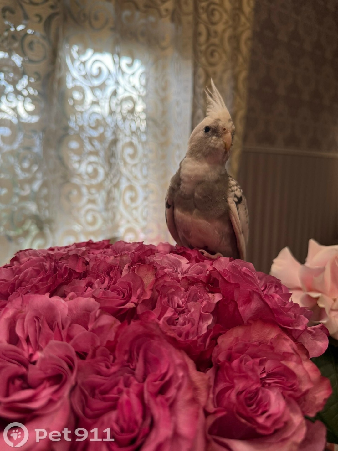 Пропала собака в Калининграде — фото объявления