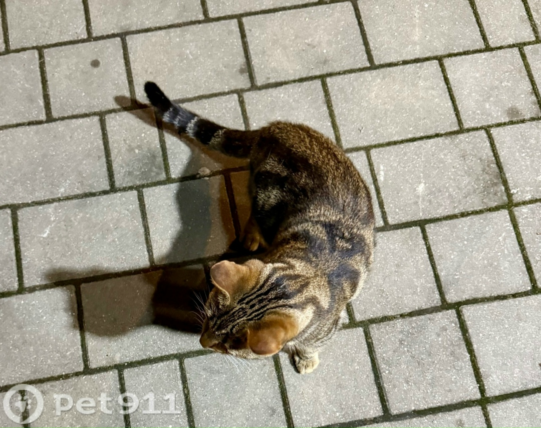 Найдена собака в Калининграде — фото объявления