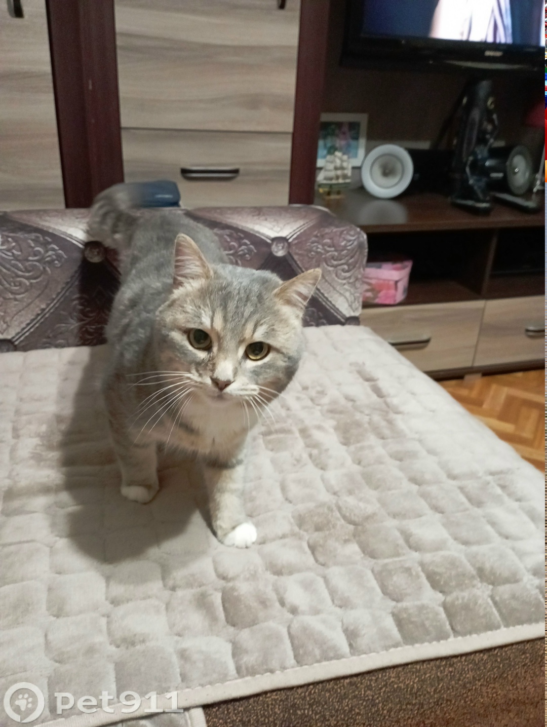 Найдена кошка в Калининграде — фото объявления