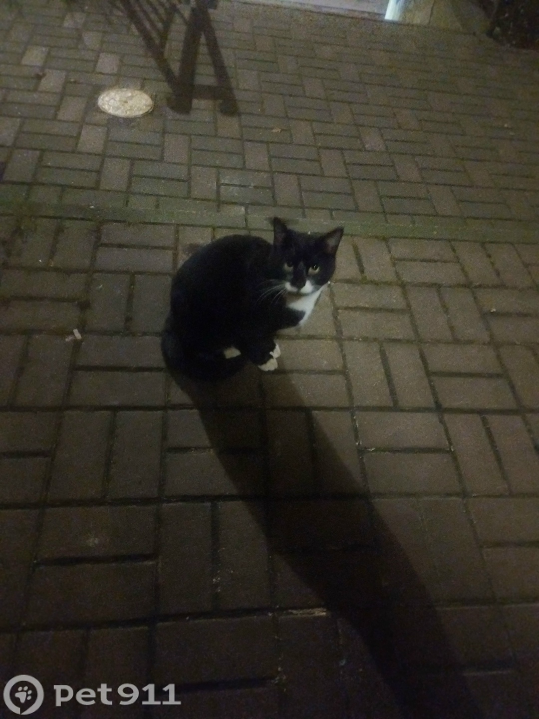 Найдена кошка в Калининграде — фото объявления