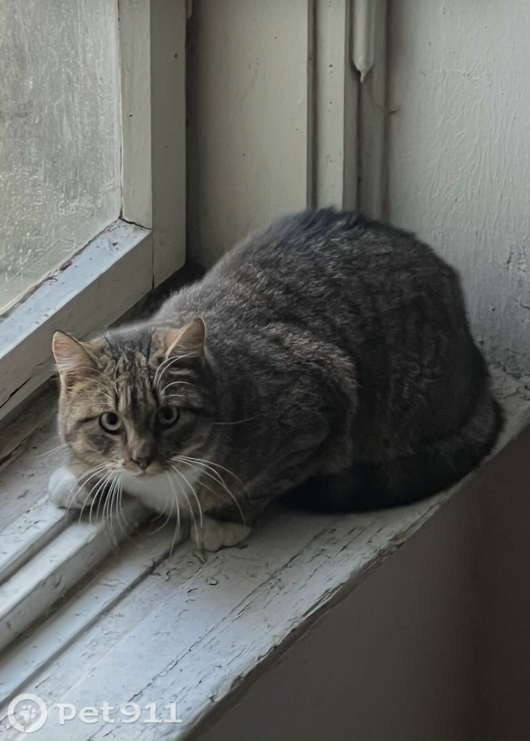 Найдена кошка в Калининграде — фото объявления