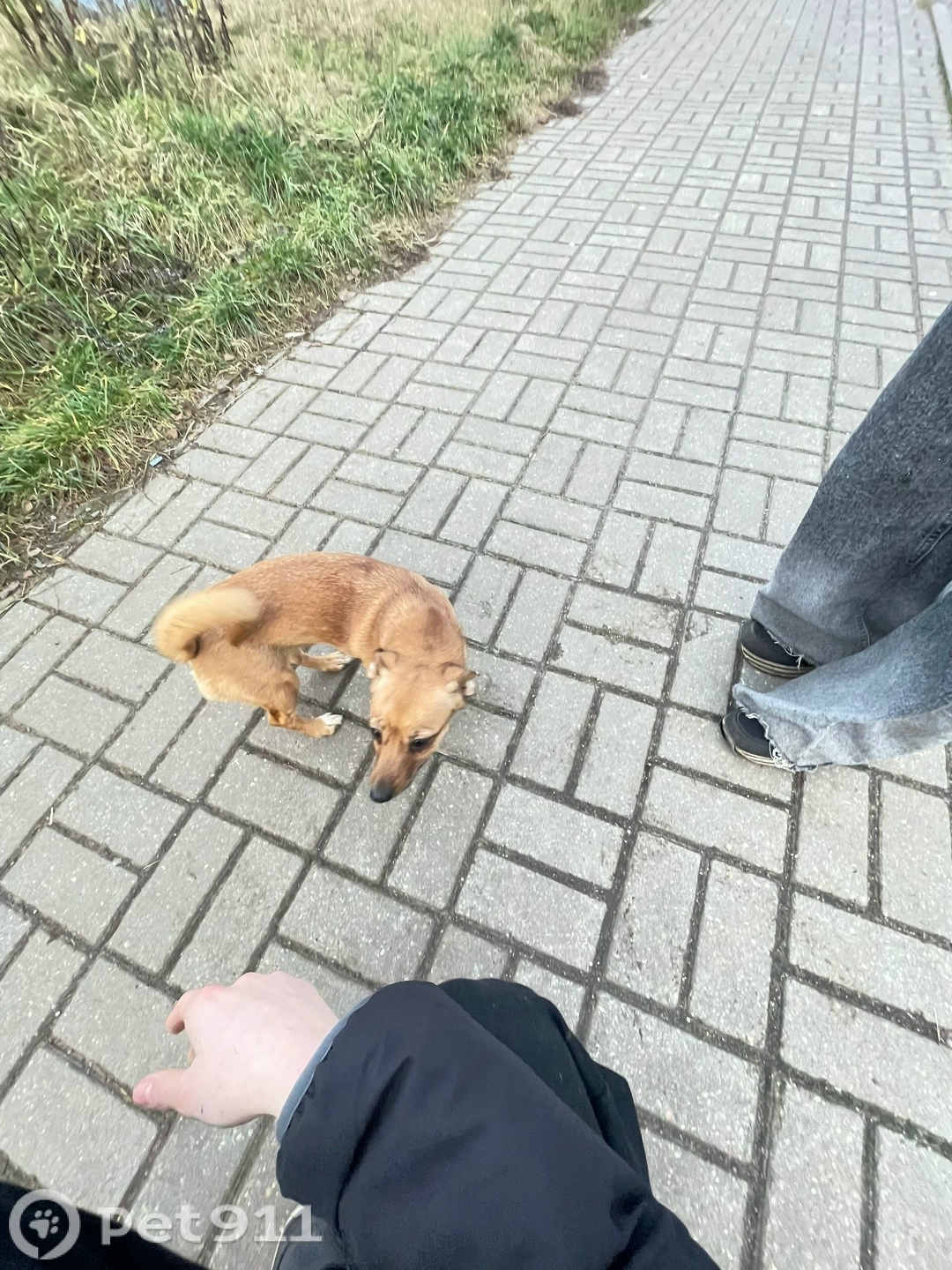 Найдена собака в Калининграде — фото объявления