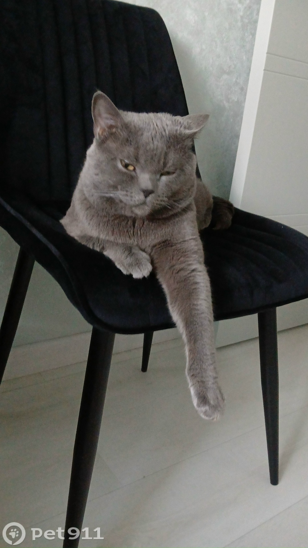 Пропала кошка в Калининграде — фото объявления