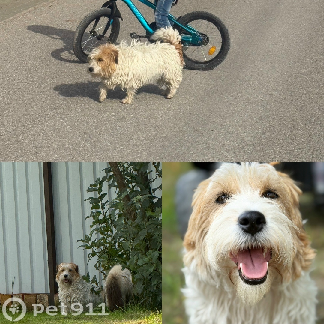 Пропала собака в Калининграде — фото объявления