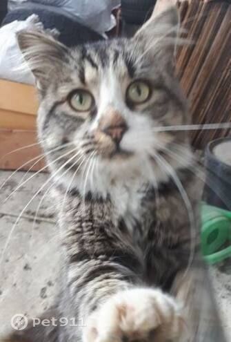 Пропала кошка в Калининграде — фото объявления