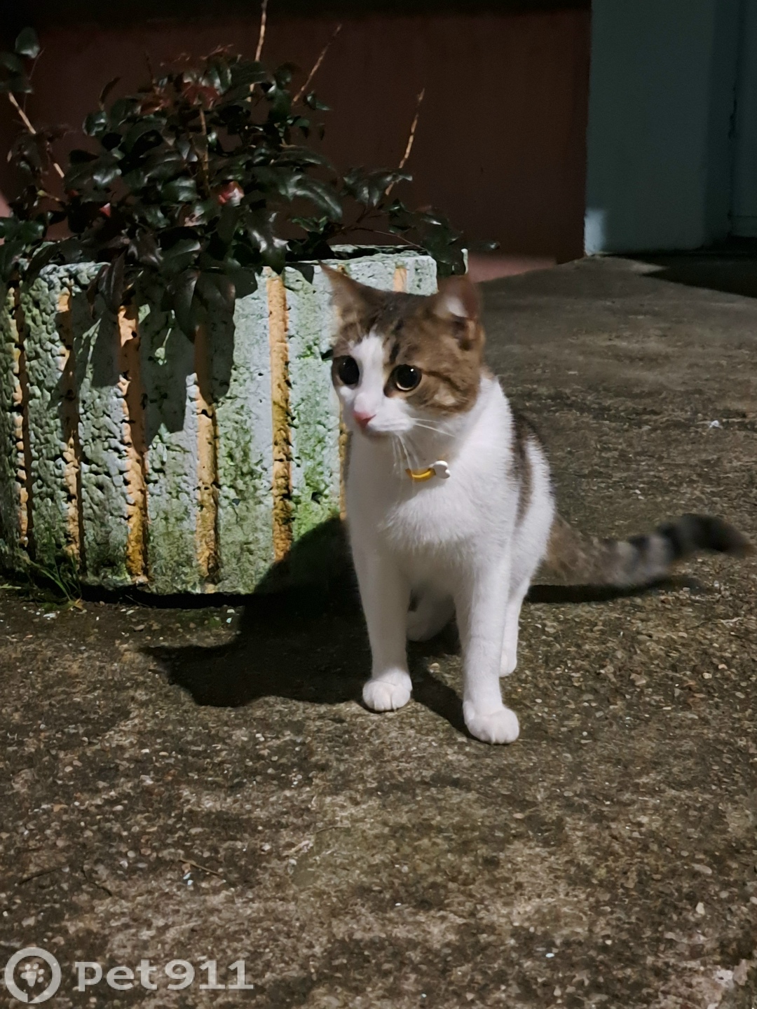 Найдена кошка в Калининграде — фото объявления