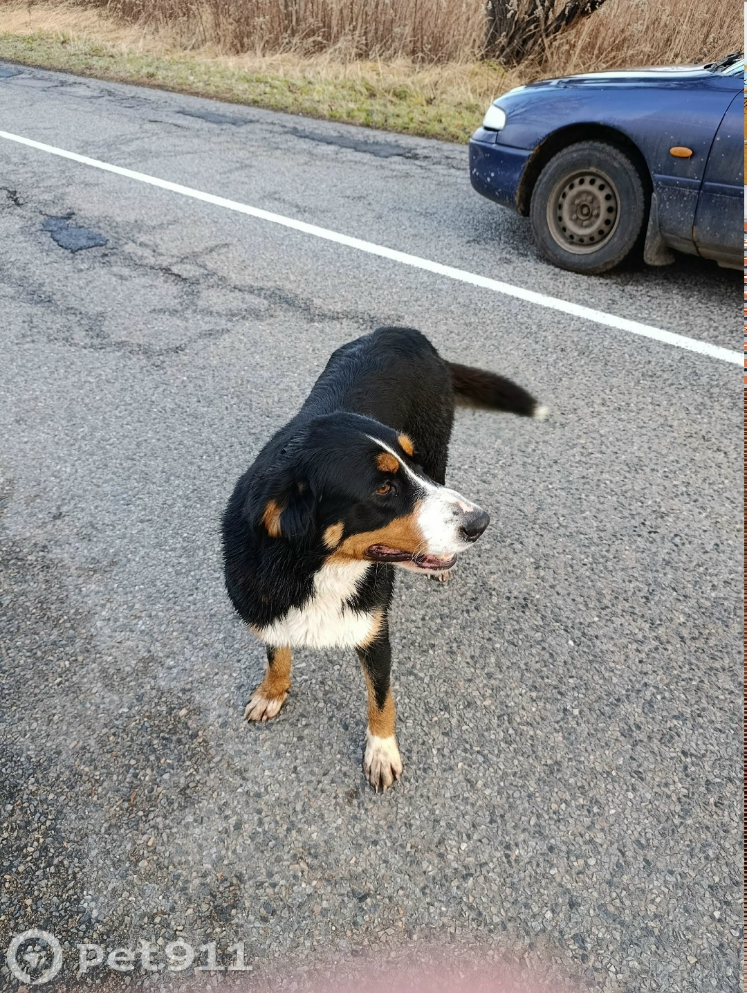Найдена собака в Калининграде — фото объявления