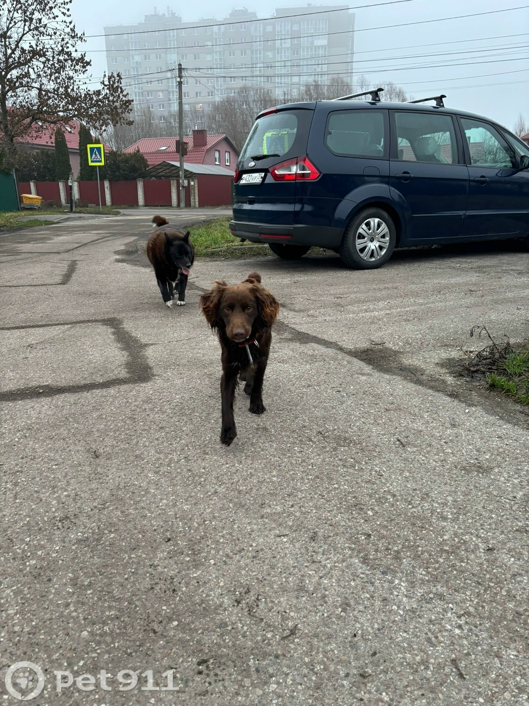 Найдена собака в Калининграде — фото объявления