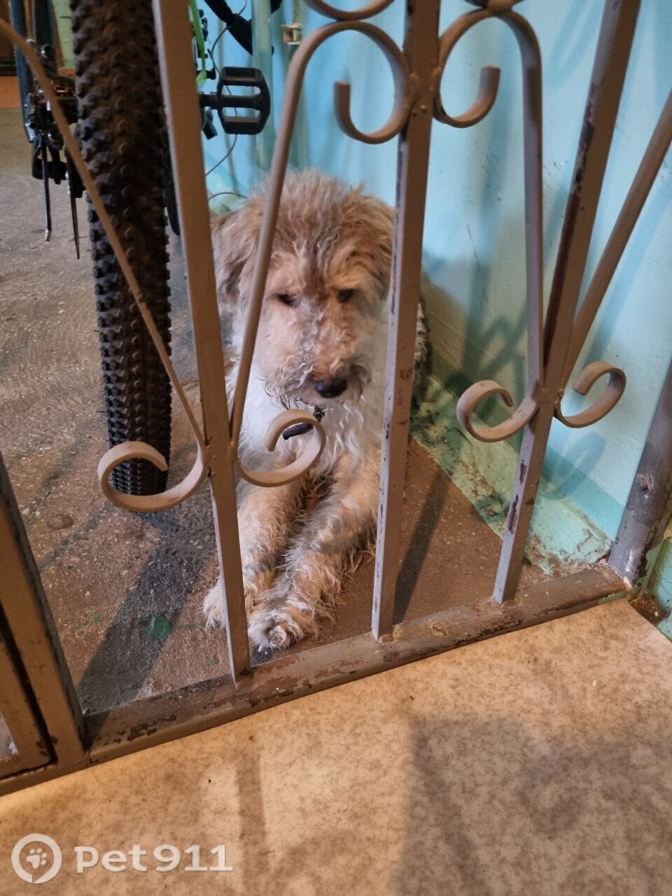 Найдена собака в Калининграде — фото объявления