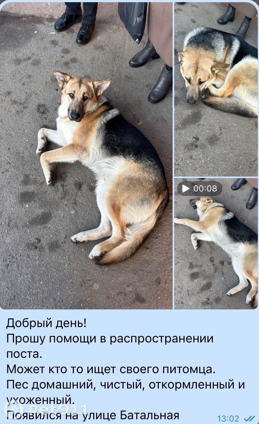 Найдена собака в Калининграде — фото объявления