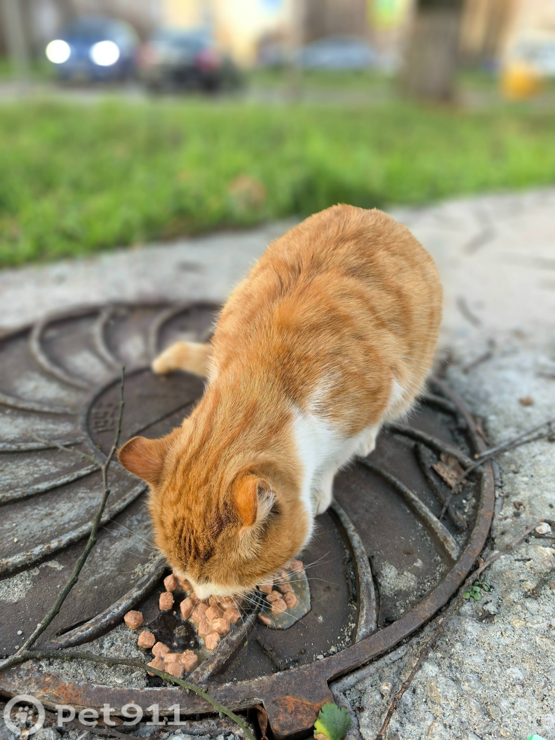 Найдена кошка в Калининграде — фото объявления